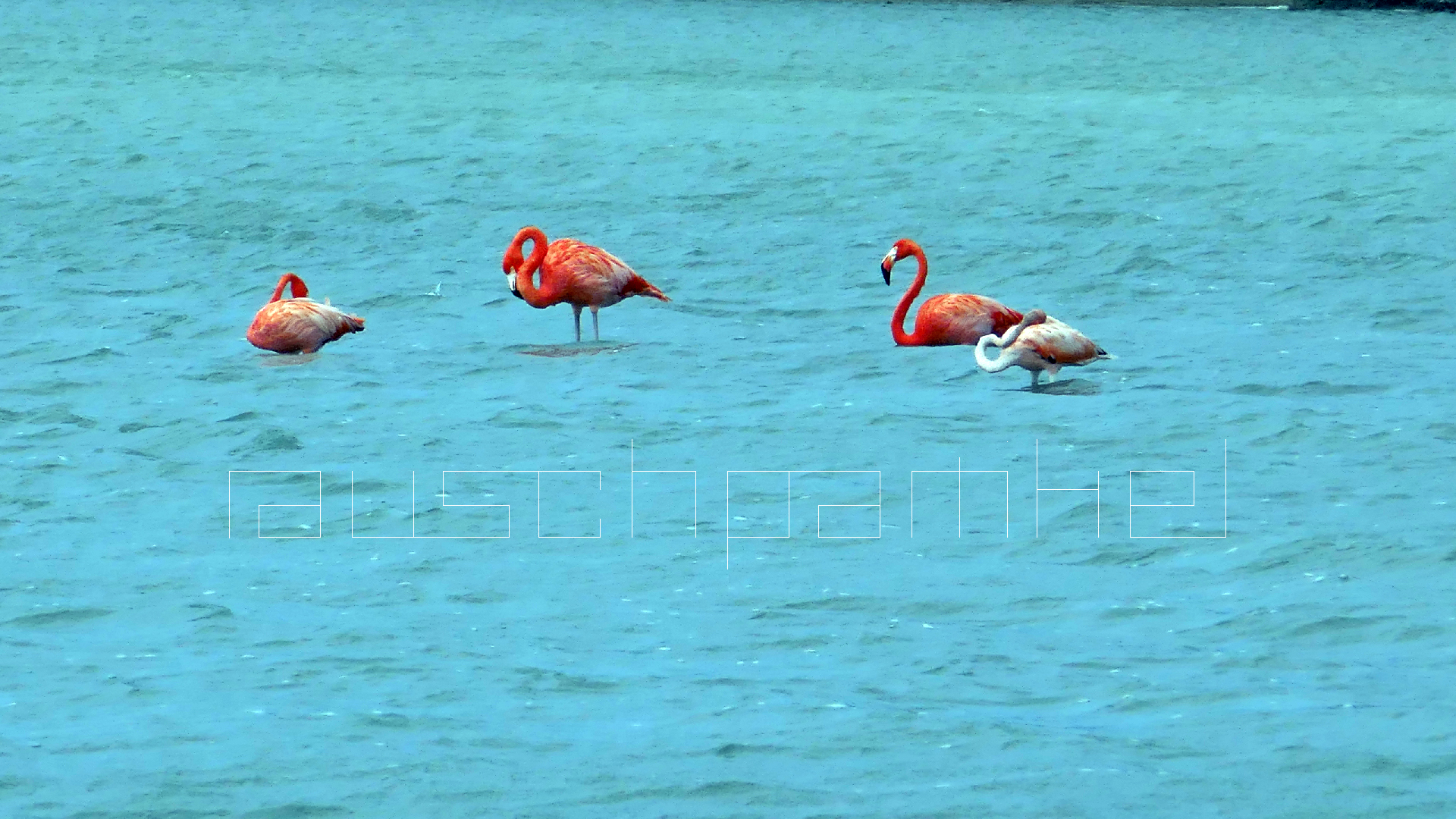 2022-04-18 Kokomo Beach und Flamingos (Foto)